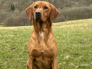 Labrador Retriever dogs Dark Fox Red Labrador Stud in Crieff - Advert 5