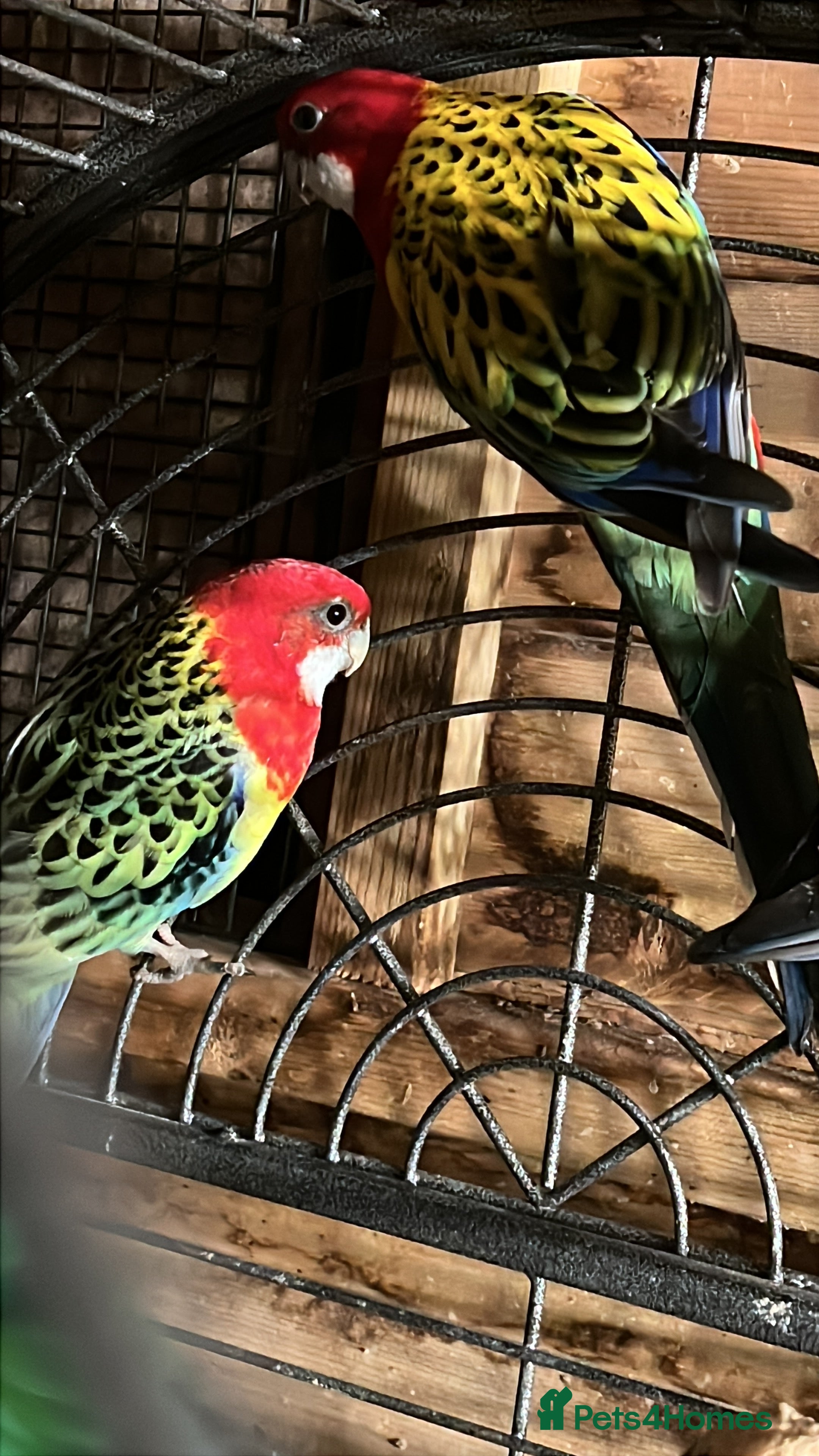 Parrots birds Rosella  - Advert 7