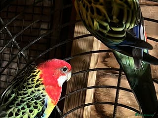 Parrots birds Rosella - Advert 16