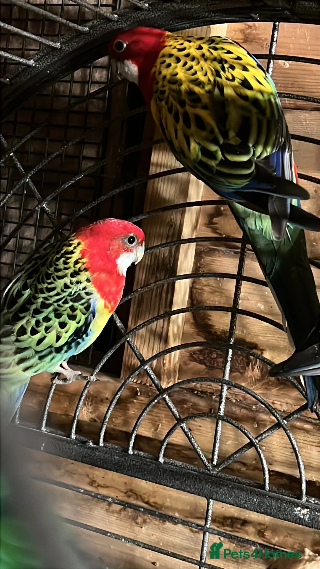 Parrots birds for sale: Rosella  - Advert 1