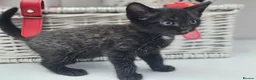 Mixed Breed cats for sale: Kittens for sale  - Advert 3