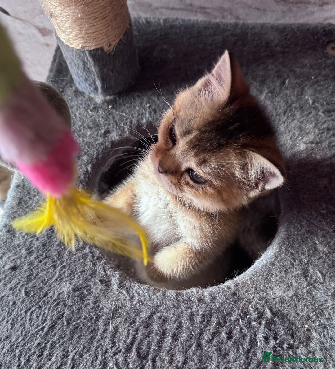 Scottish Fold cats for sale: Scottish fold kittens in hull - Image 26