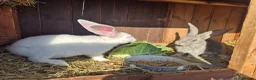 Mixed Breed rabbits for sale: Continetal  giant - Advert 6