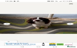 English Springer Spaniel dogs for sale: 2 year old springer - Image 2