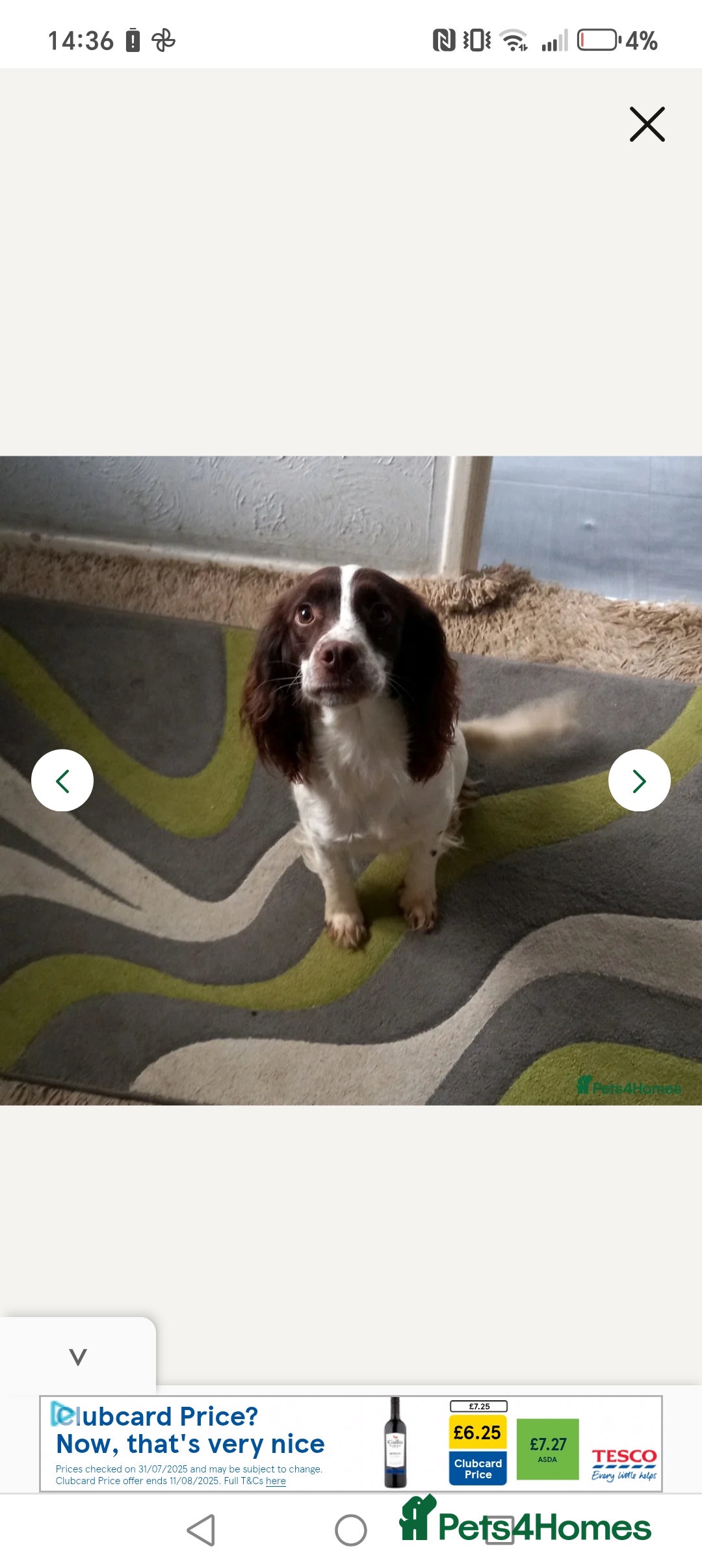 English Springer Spaniel dogs for sale: 2 year old springer - Image 2