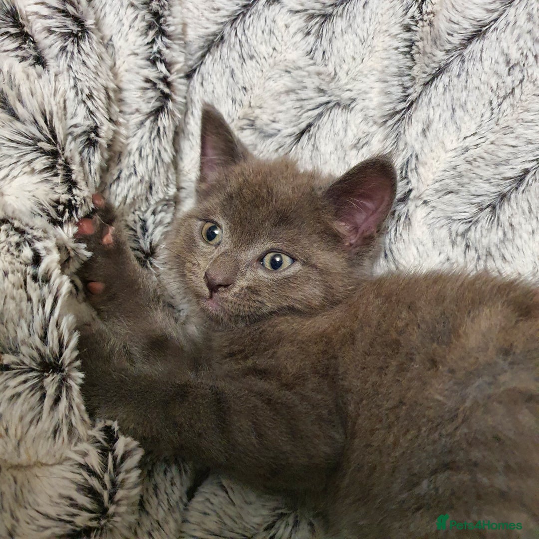 Mixed Breed cats for sale: 5 cute 😍 kittens  - Advert 9