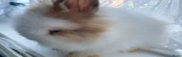Lionhead rabbits for sale: Gorgeous PureBred DM Lionheads 💗💙 - Advert 2
