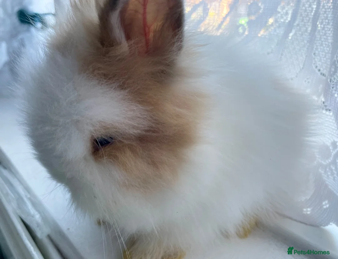 Lionhead rabbits for sale: Gorgeous PureBred DM Lionheads 💗💙 - Advert 2