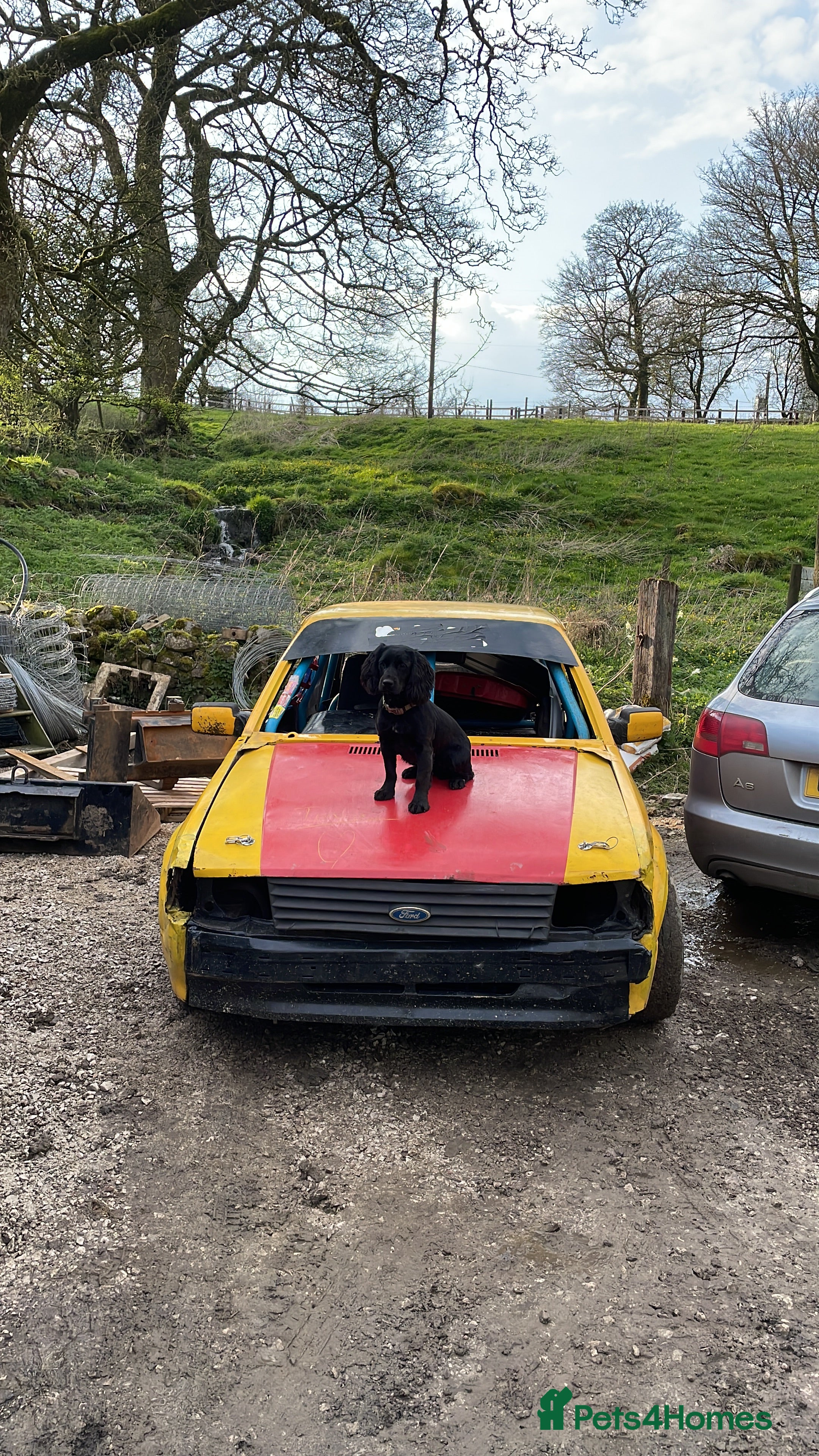Cocker Spaniel dogs Working cocker spaniel pups  - Advert 1