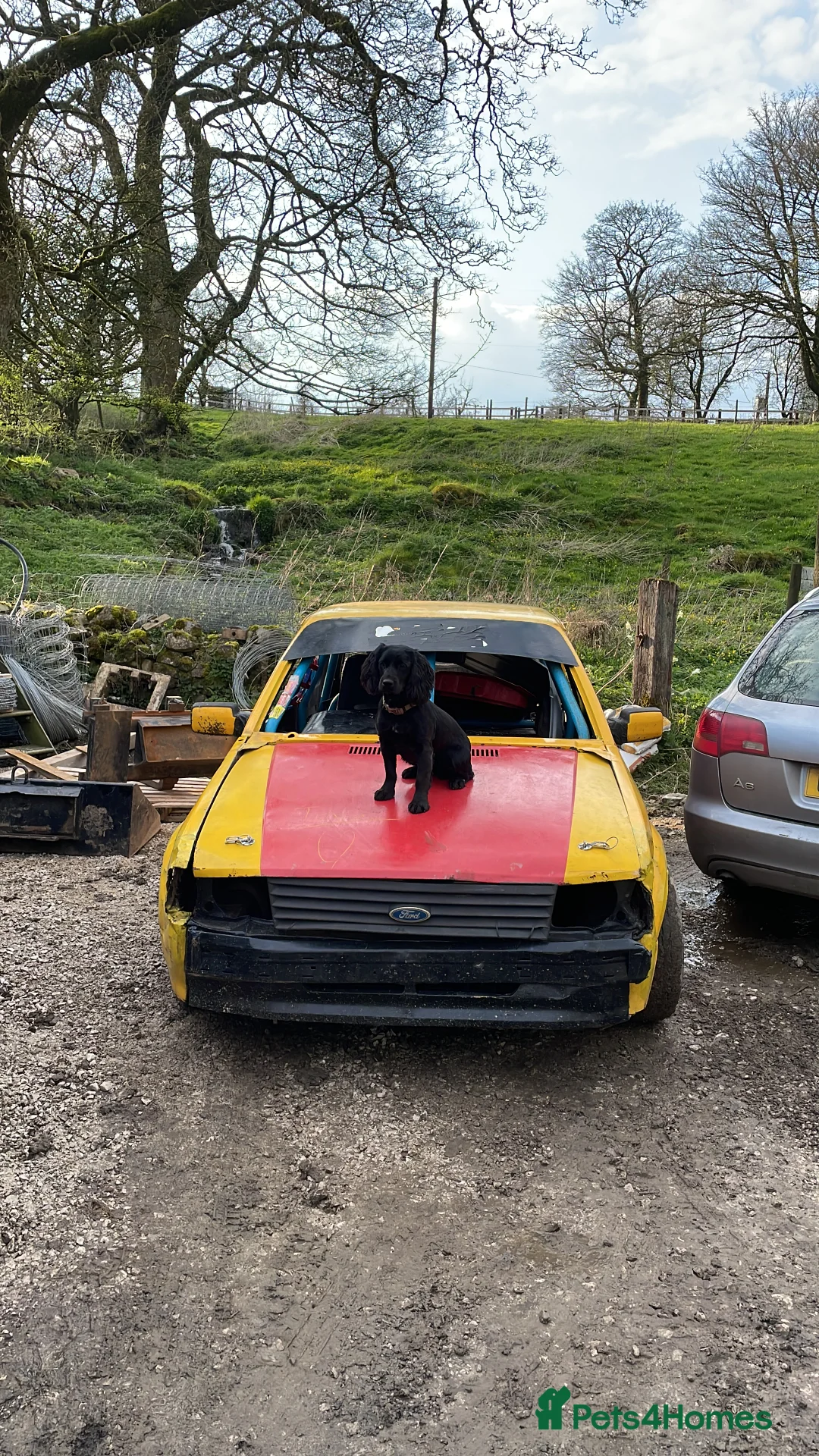 Cocker Spaniel dogs for sale: Working cocker spaniel pups  - Advert 1