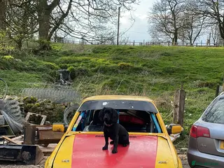 Cocker Spaniel dogs Working cocker spaniel pups - Advert 7