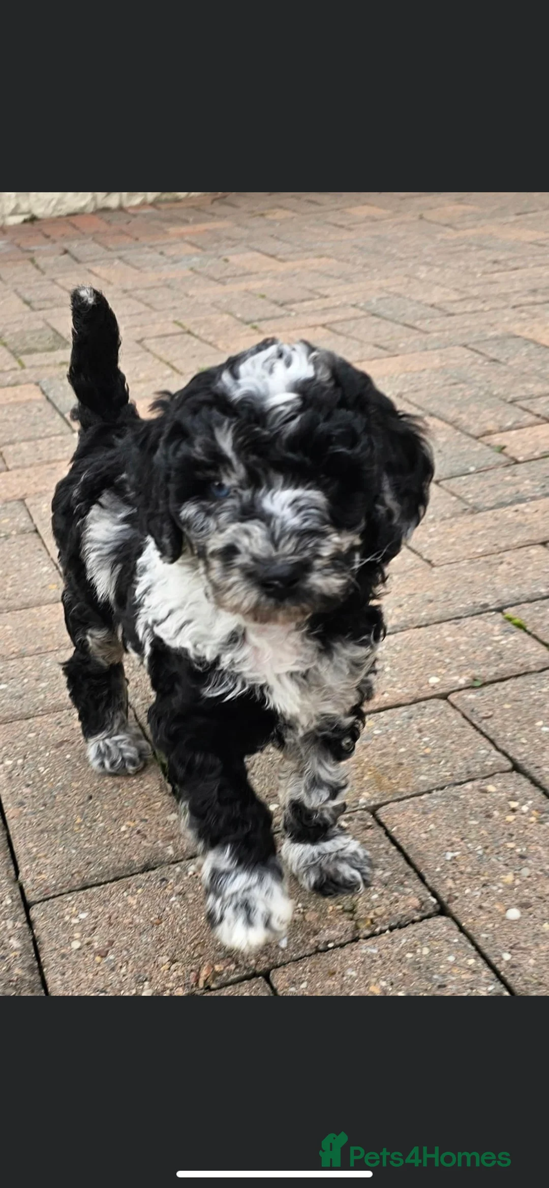 Miniature Poodle dogs for stud: Miniature poodle blue merle for stud in Bradford - Advert 38