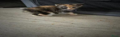 Tortieshell 