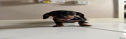 Miniature Dachshund dogs for sale: 🩷 READY TO LEAVE 🩷 - Advert 3