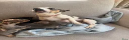 Jack Russell dogs for sale: Miniature Jack Russell in Gretna - Advert 1