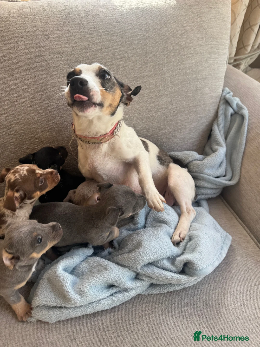 Jack Russell dogs for sale: Miniature Jack Russell in Gretna - Advert 1