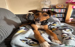 Mixed Breed dogs for sale: Rehoming our beloved puppy - 8 months old - Image 6