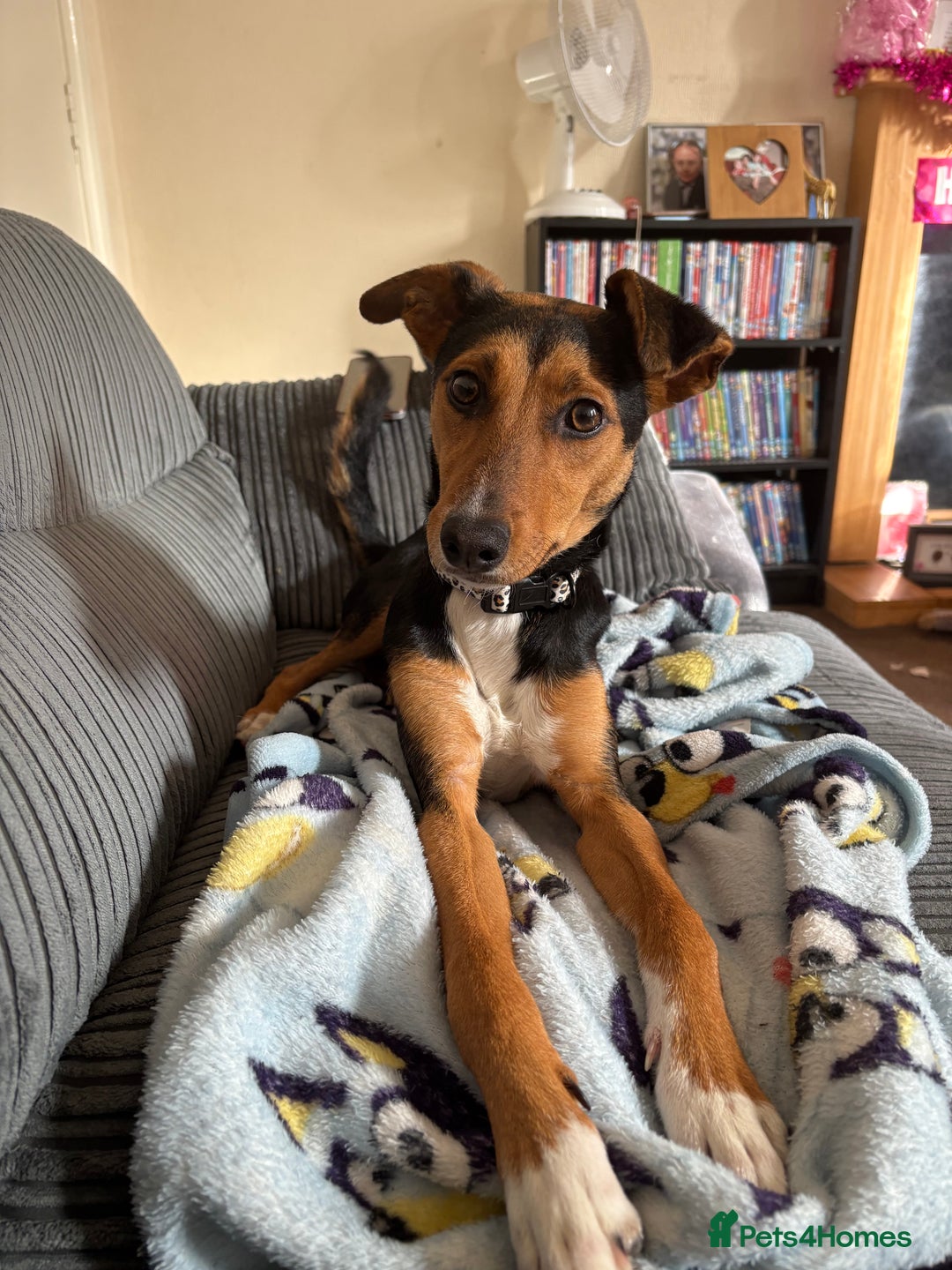 Mixed Breed dogs for sale: Rehoming our beloved puppy - 8 months old - Image 6