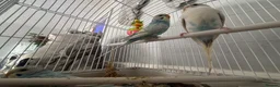 Budgerigars birds for sale: Beautiful baby budgies - Advert 6