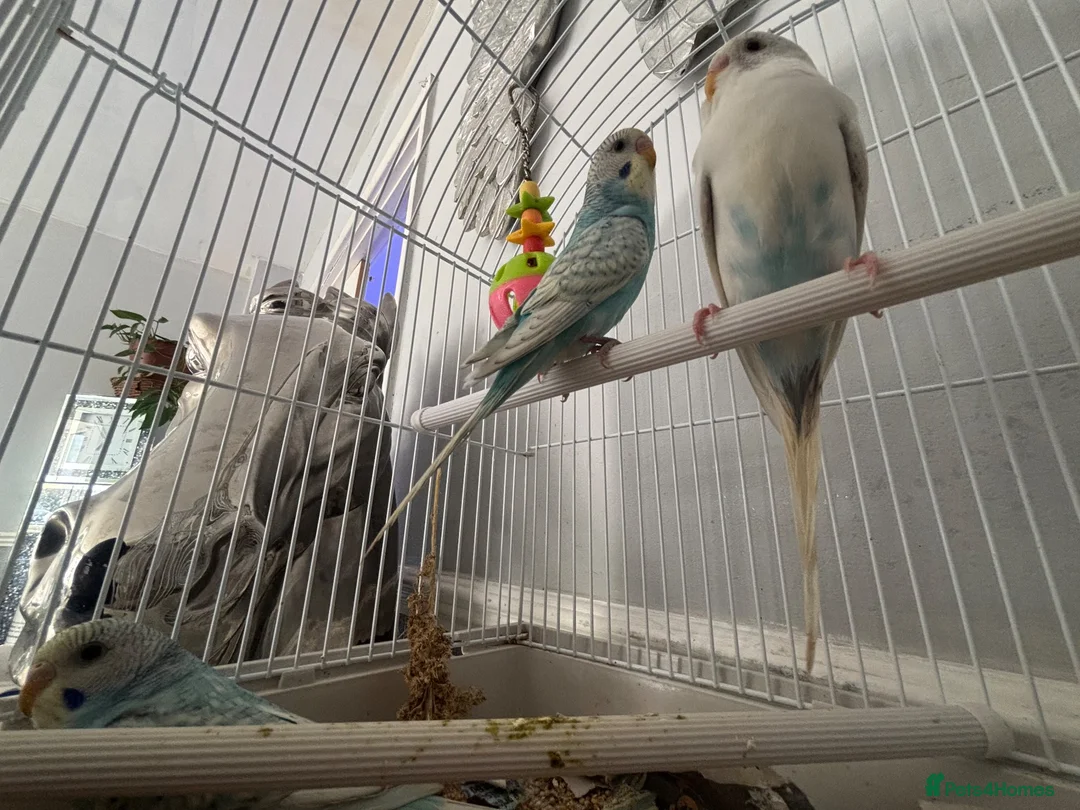 Budgerigars birds for sale: Beautiful baby budgies - Advert 6