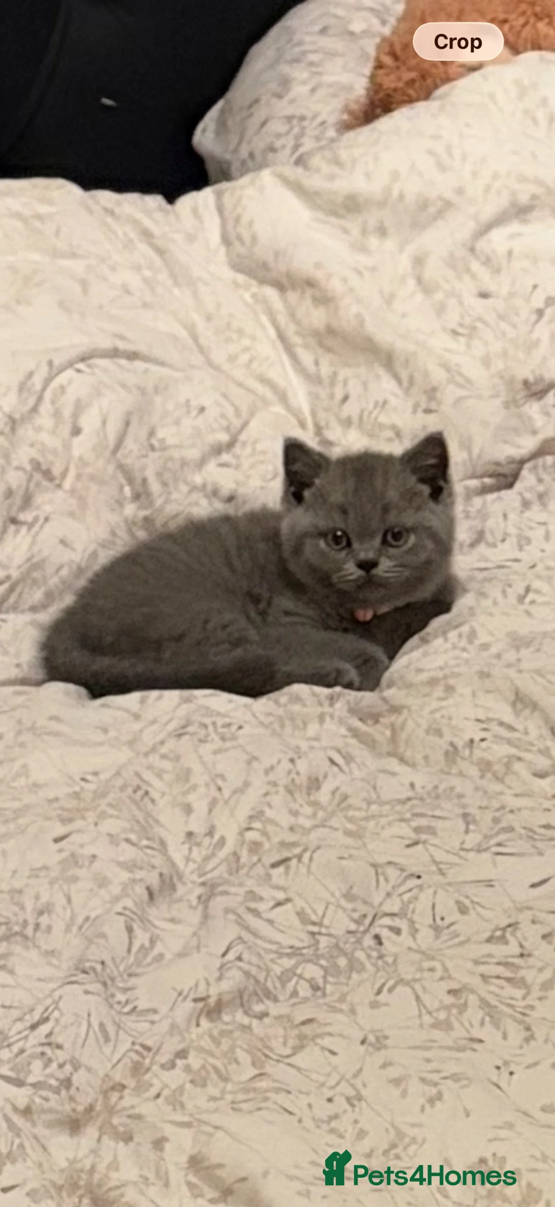 British Shorthair cats for sale: two beautiful kittens for sale in Nottingham - Advert 2