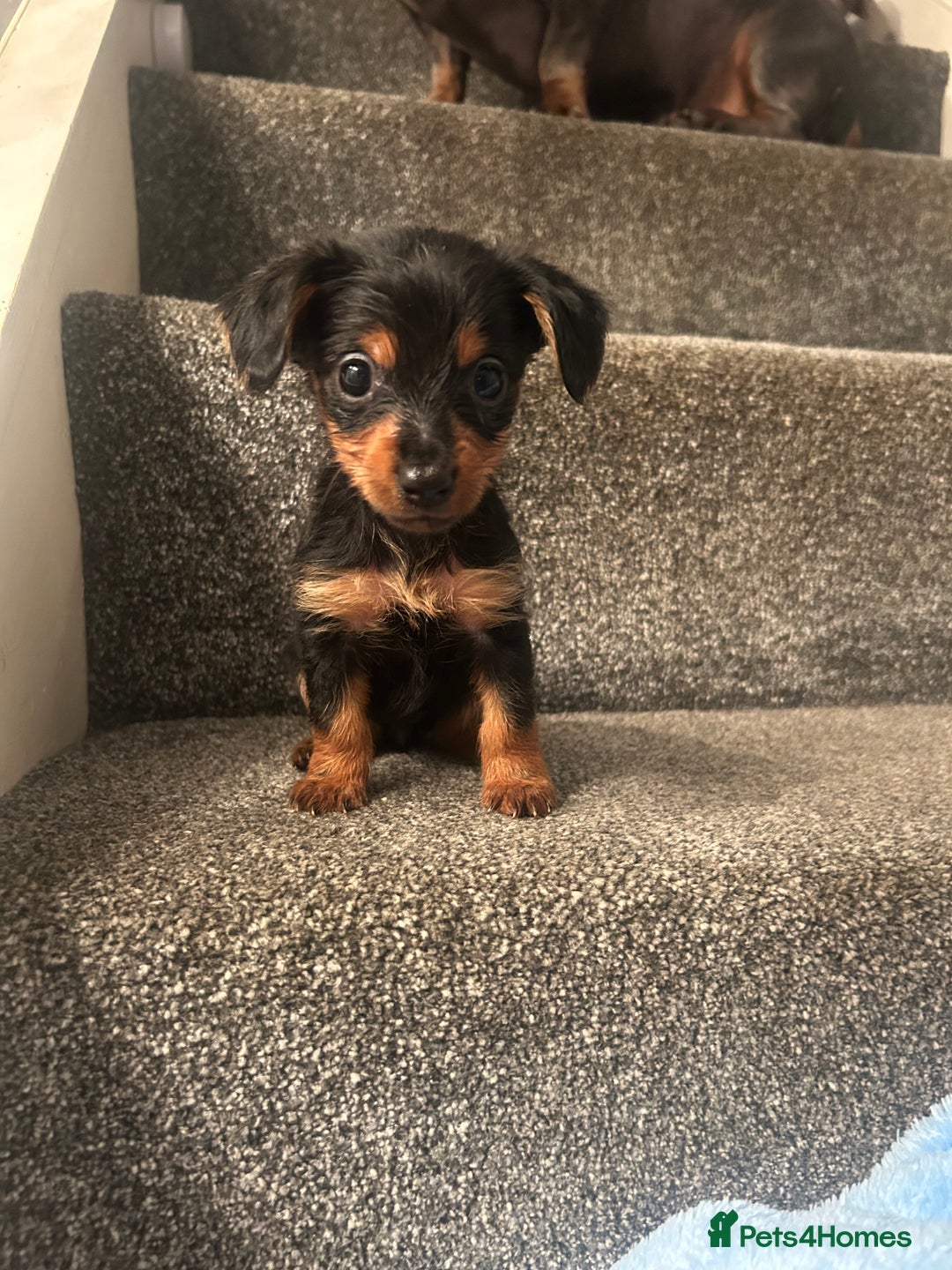 Mixed Breed dogs for sale: Miniature Dorkies - Image 17