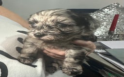Maltipoo dogs for sale: Maltipoo ** merle ** size  - Image 13