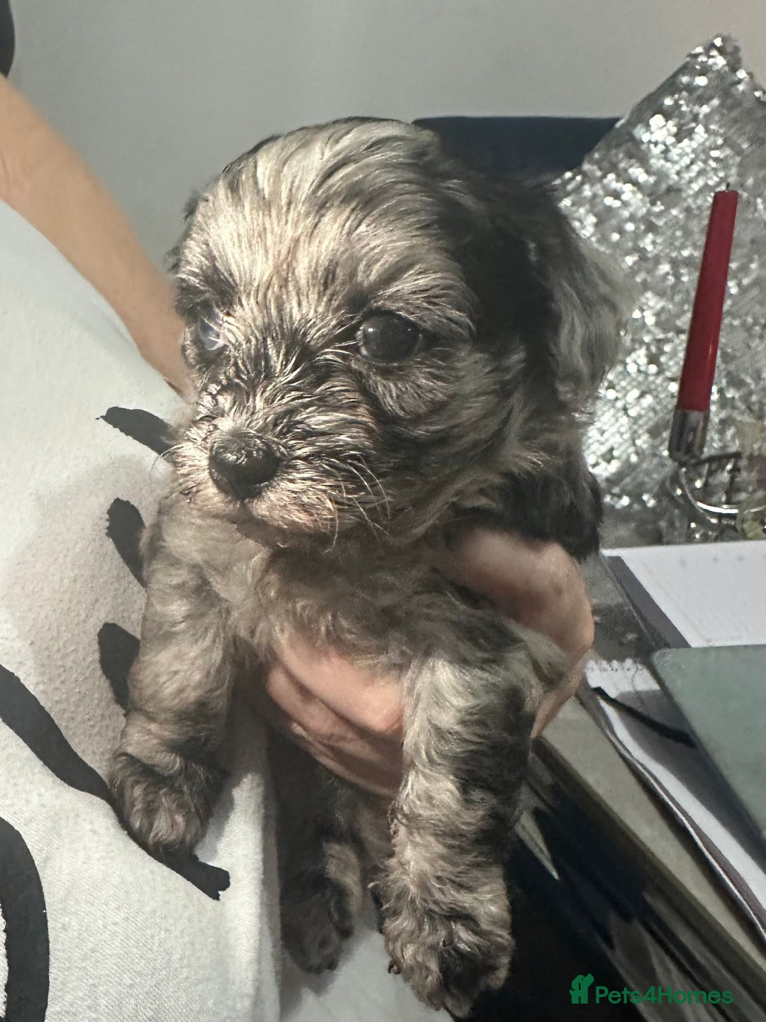 Maltipoo dogs for sale: Maltipoo ** merle ** size  - Image 13