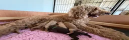 Labradoodle dogs for sale: Multigen labradoodle puppies - Advert 4