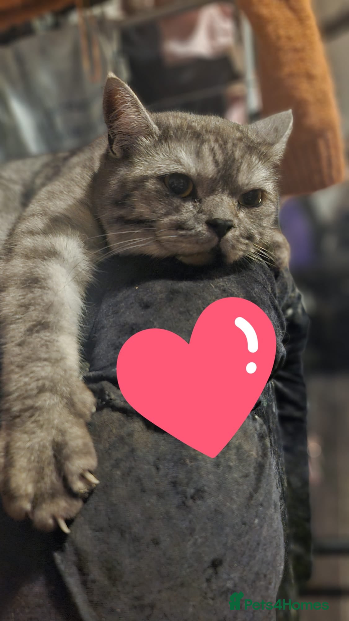 Scottish Fold cats Meet Thor - Beautiful Scottish Fold Boy - Advert 11