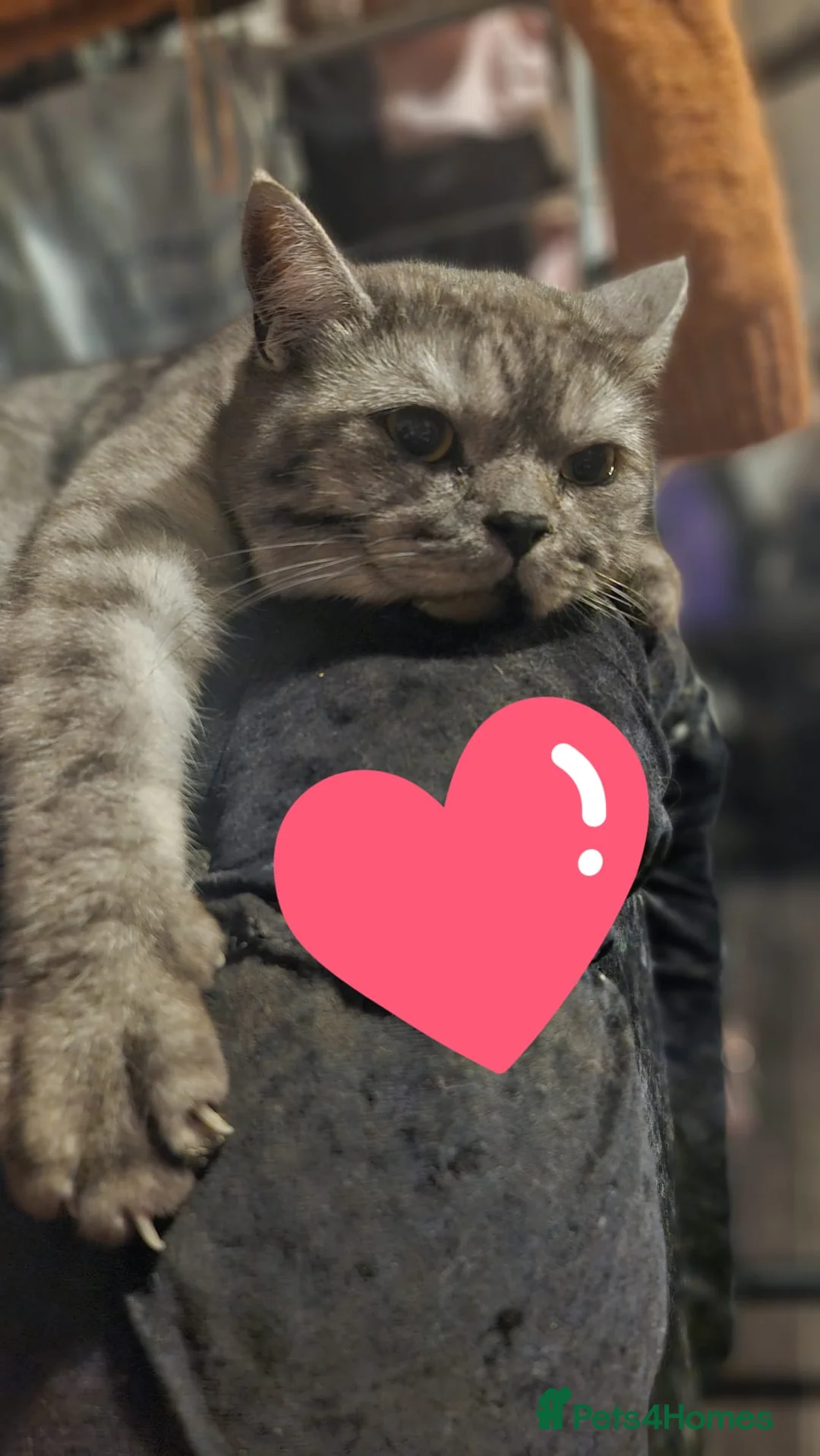 Scottish Fold cats for sale: Meet Thor - Beautiful Scottish Fold Boy - Advert 1