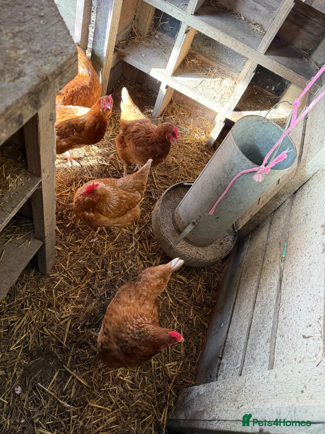 Chickens poultry for sale: Beautiful Healthy Laying Hens - Advert 1