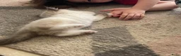 Ragdoll cats for sale: Pedigree Ragdoll Kittens  - Advert 8