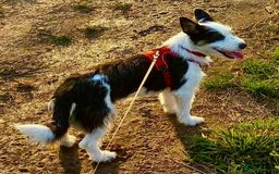 Norwich Terrier dogs for adoption: Alma's Story: The Roadside Miracle - Image 9