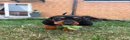 Mixed Breed dogs for sale: 🐾 Mini Bassets 🐾 - Advert 19