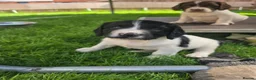 English Springer Spaniel dogs for sale: Springer spaniel puppies in Bungay - Advert 14