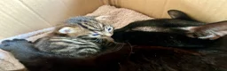 Mixed Breed cats for sale: Kittens for sale  - Advert 14