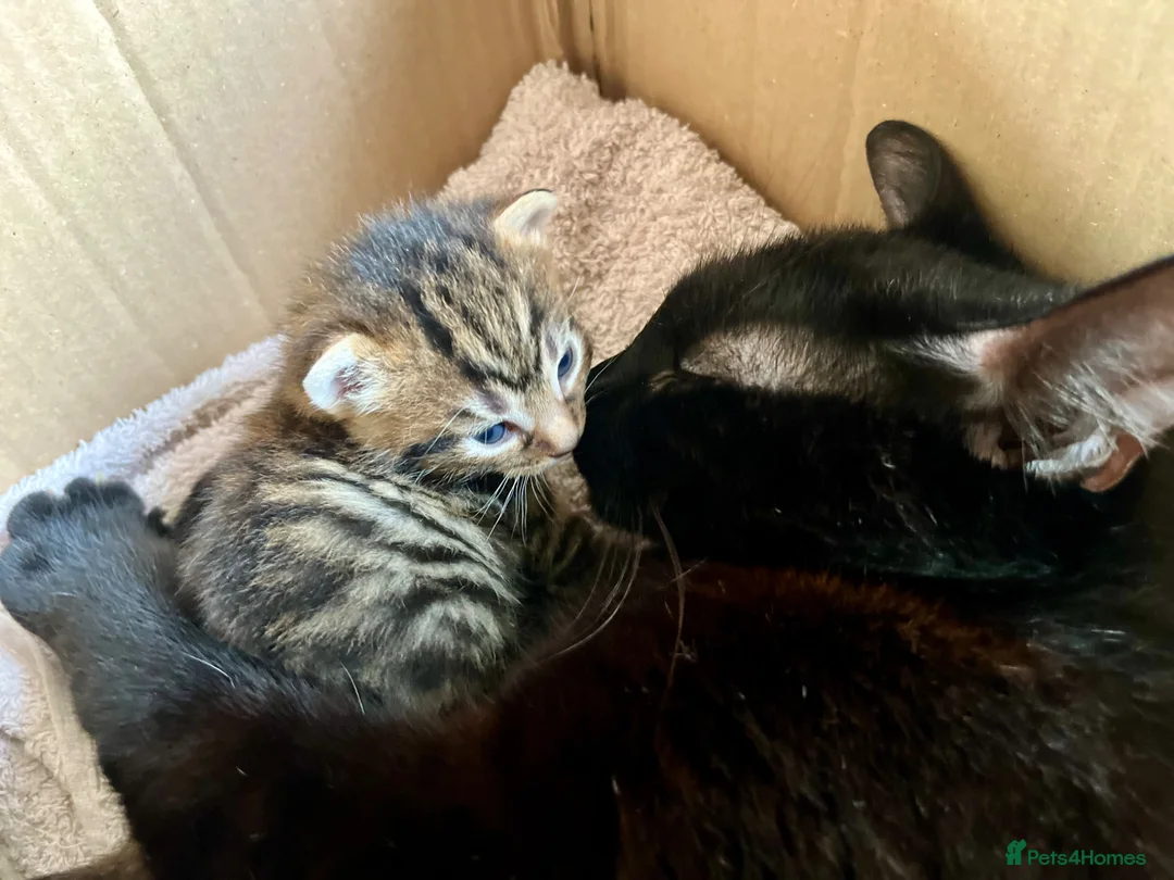 Mixed Breed cats for sale: Kittens for sale  - Advert 14