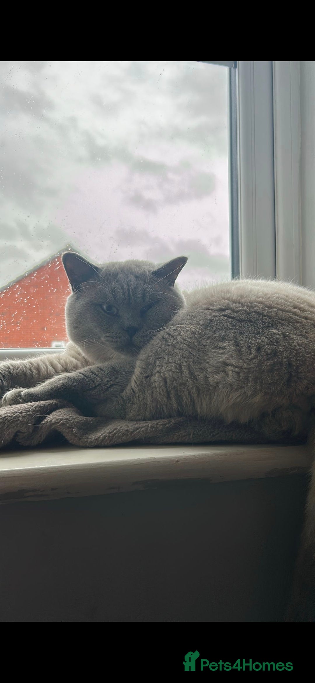 British Shorthair cats for sale: British Shorthair colourpoint - Advert 2