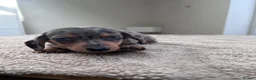Miniature Dachshund dogs for sale: *** 3 beautiful mini dachshunds ** - Advert 16