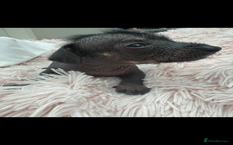 Dachshund dogs for sale: unique dachshund cross hairless Chines crested  - Image 9