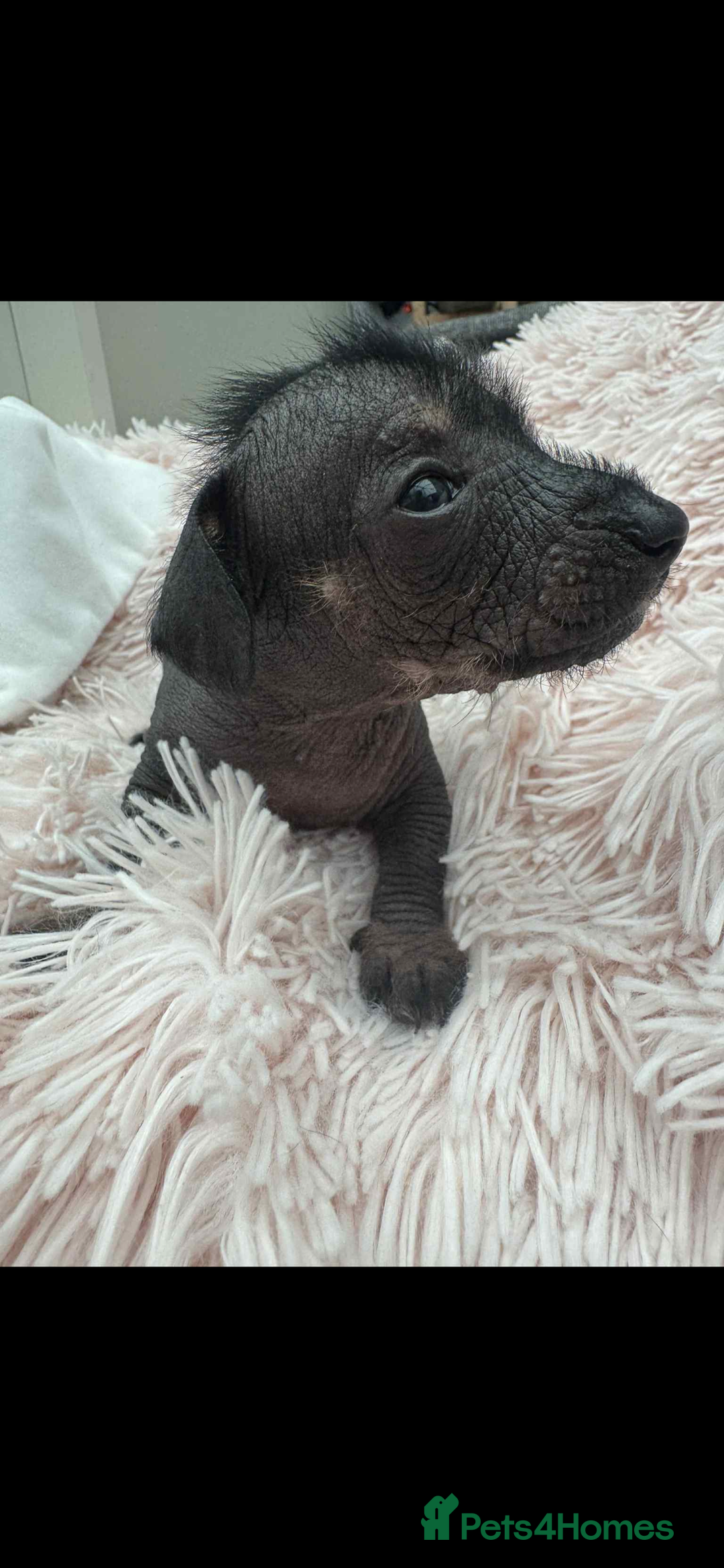 Dachshund dogs for sale: unique dachshund cross hairless Chines crested  - Image 9