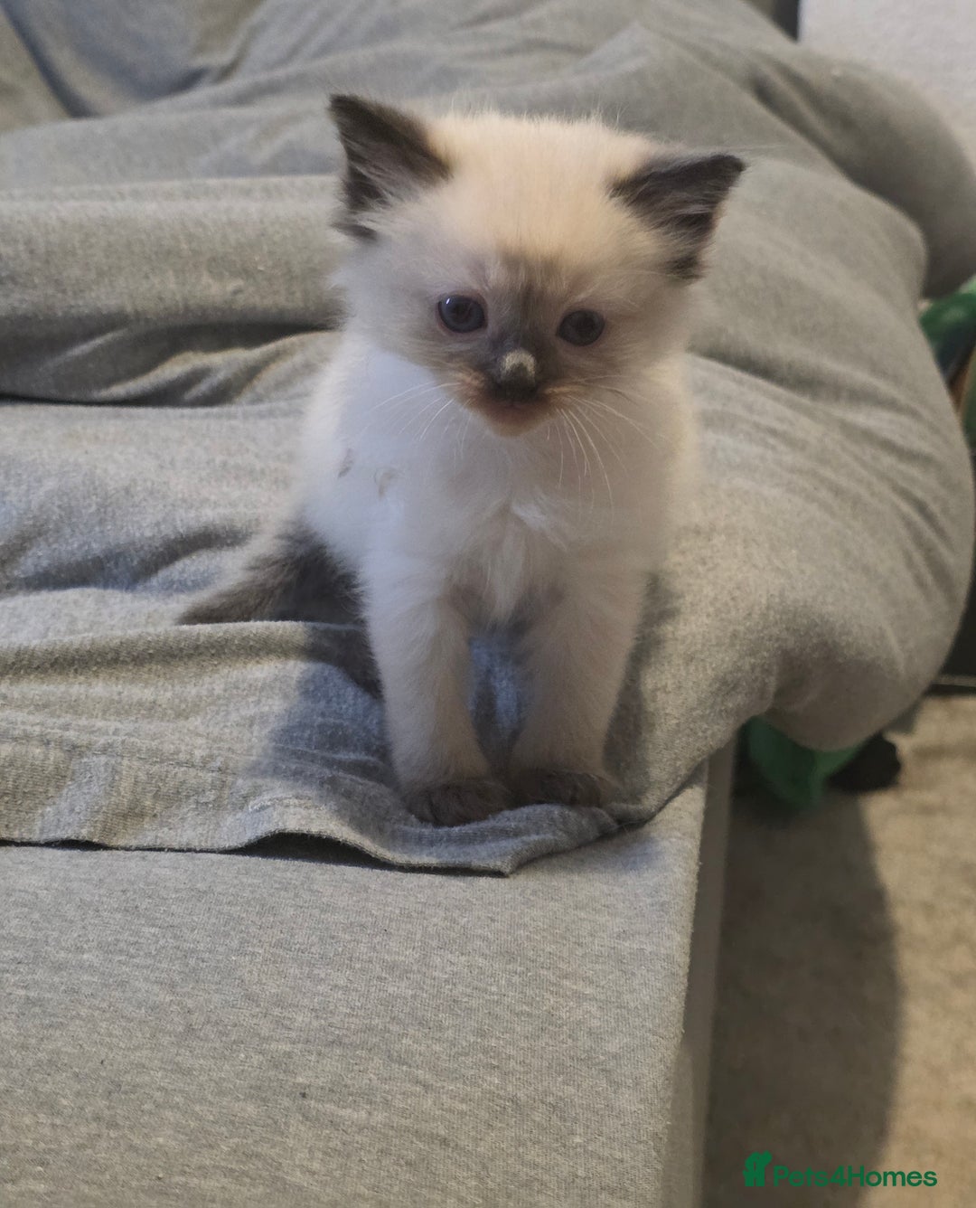 Ragdoll cats for sale: Pure ragdoll kittens  - Advert 5
