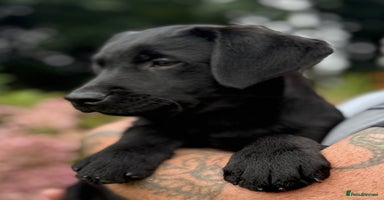 Labrador Retriever dogs - Advert 11