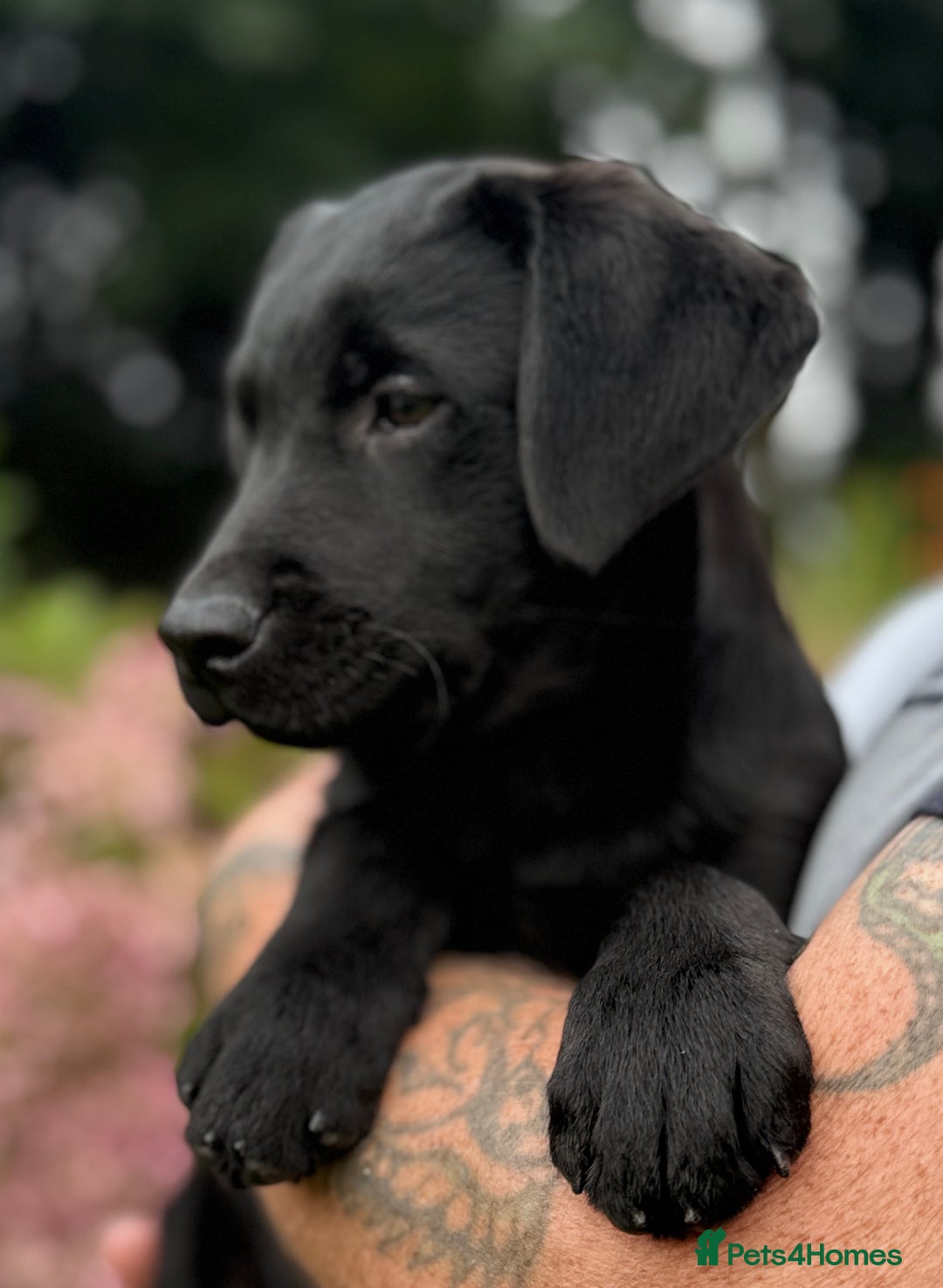 Labrador Retriever dogs for sale: Fully vaccinated -Gorgeous KC Reg Labrador Puppies - Image 3