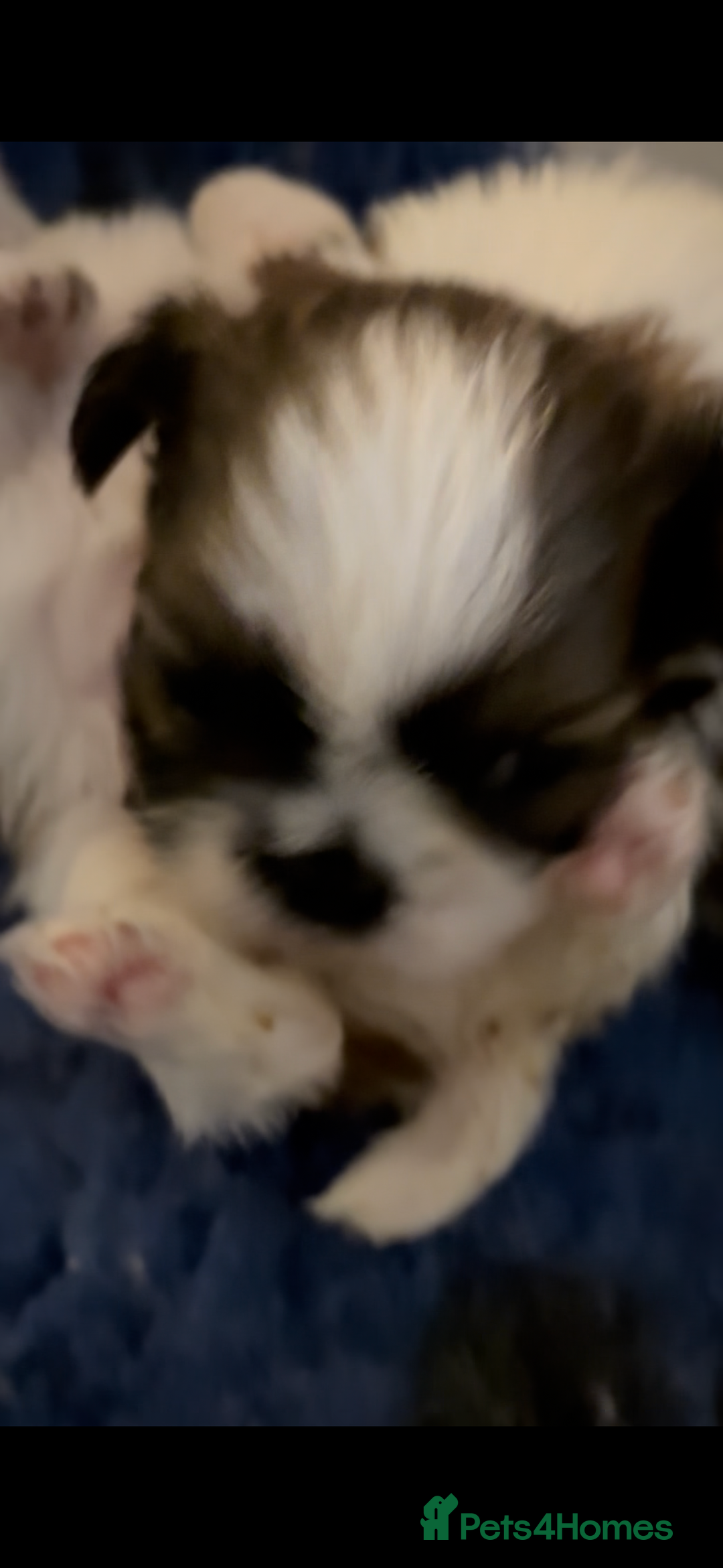 Shih Tzu dogs for sale: Shihtzu puppy  - Advert 3