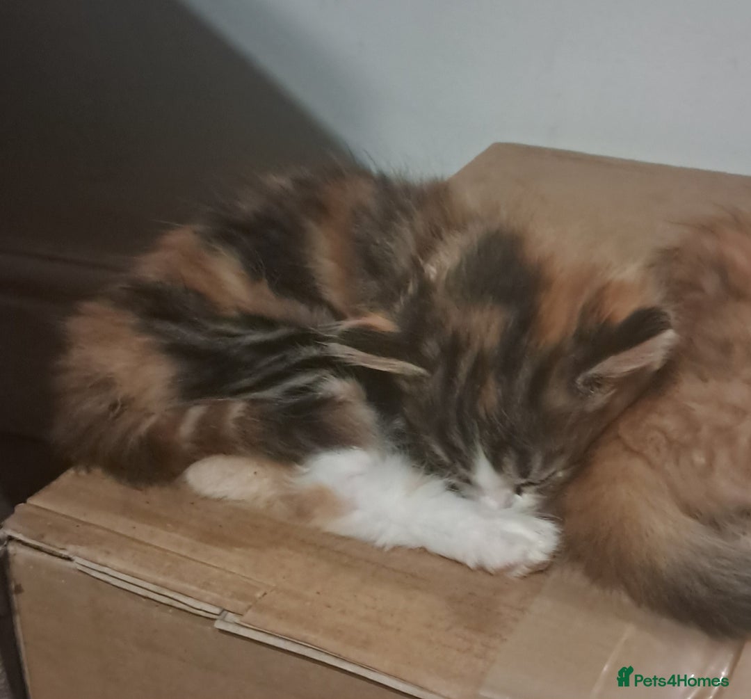 Mixed Breed cats for sale: Calico and very dark tortie kittens - Image 3