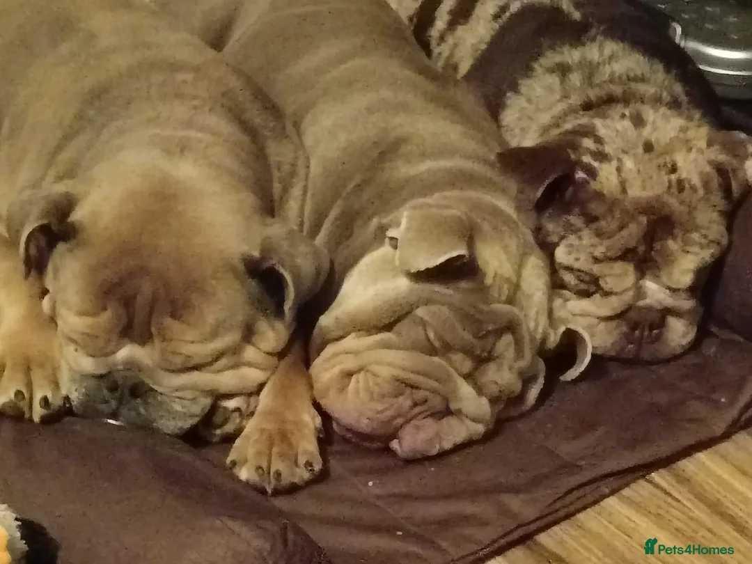 English Bulldog dogs for sale: Rolo xx in Crickhowell - Advert 3