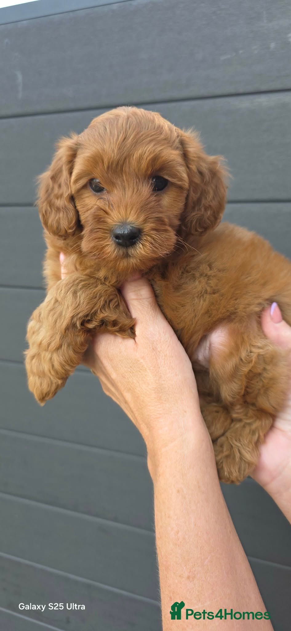 Cavapoo dogs Home reared from Health tested parents - Advert 2