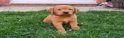 Labrador Retriever dogs for sale: KC Reg Fox Red Labrador Puppy - Advert 8